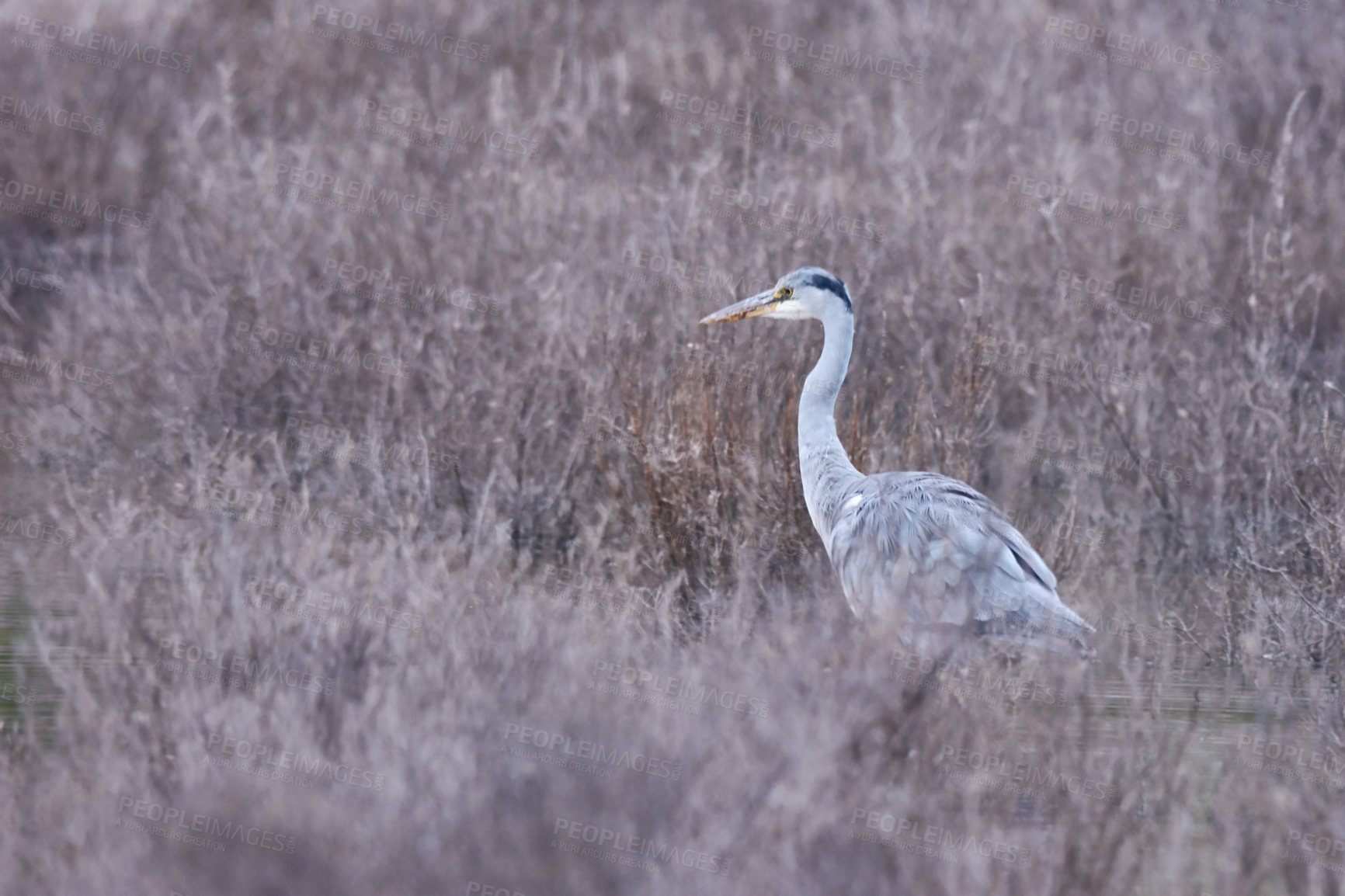 Buy stock photo Full length shot of a bird in it's natural habitat