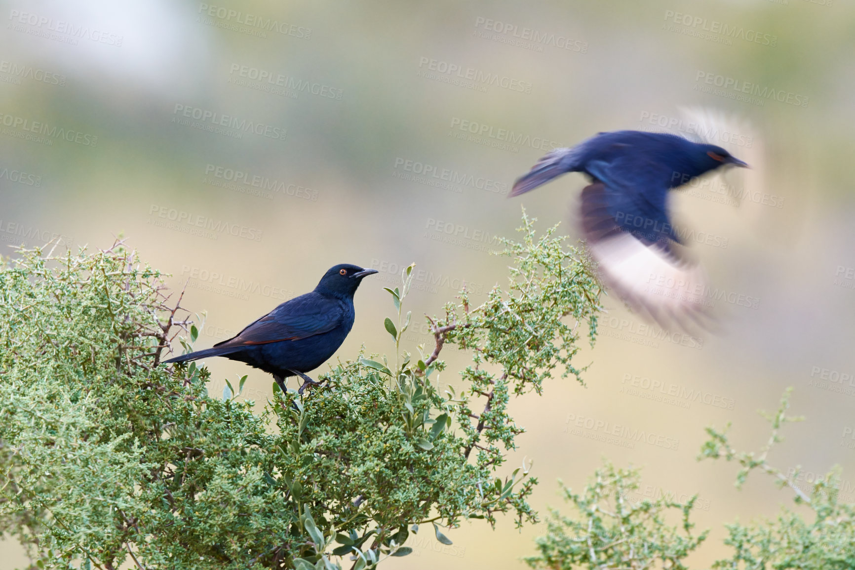 Buy stock photo Full length shot of a bird in it's natural habitat