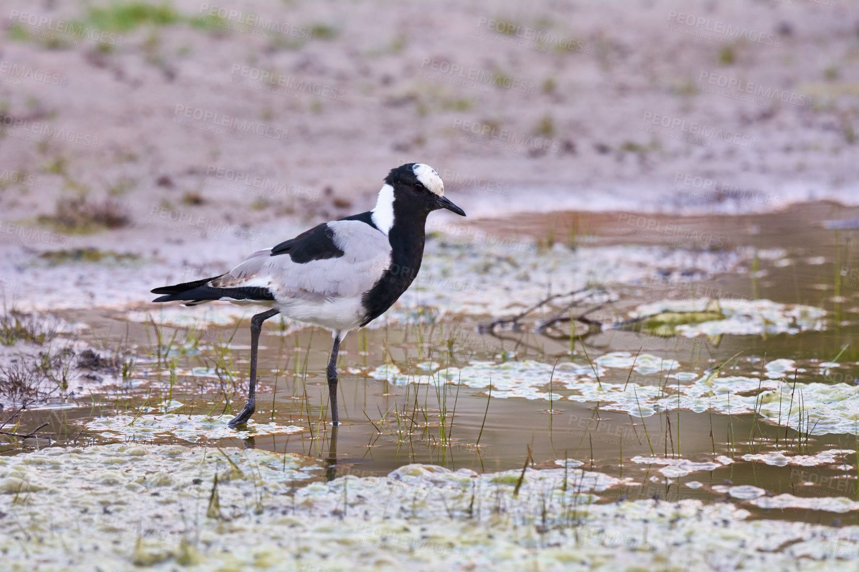 Buy stock photo Bird, water and walk in natural habitat for conservation, ecosystem and environment for wildlife. Blacksmith, lapwing and wetland in Rural Kenya in Tanzania, nature and feathered animal in lake.