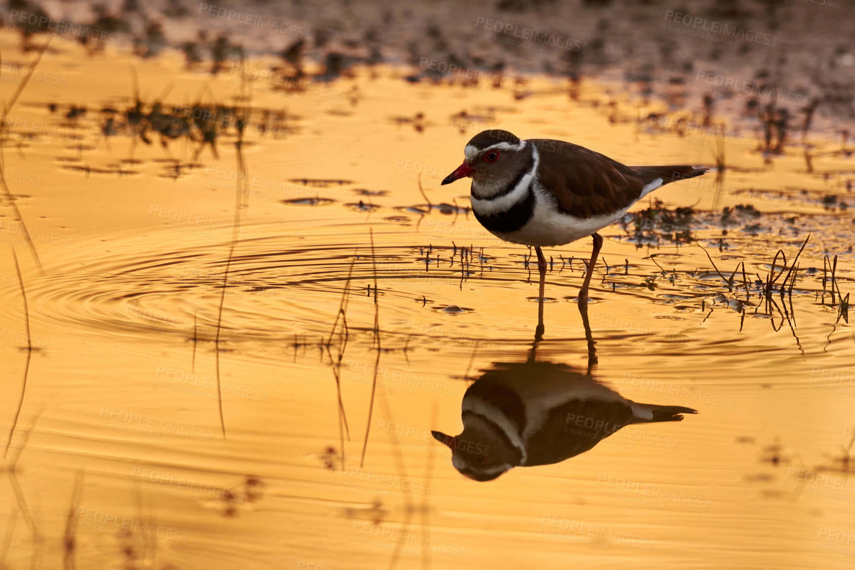 Buy stock photo Full length shot of a bird in it's natural habitat