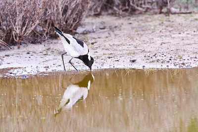 Buy stock photo Bird, water and drink in natural habitat for conservation, ecosystem and environment for wildlife. Blacksmith, lapwing and wetland in Rural Kenya in Tanzania, nature and feathered animal in lake.