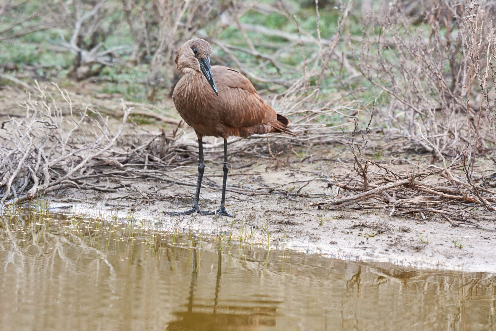 Buy stock photo Bird, water and river in natural habitat for conservation, ecosystem and environment for wildlife. Hammerhead or hamerkop, Africa and wetland in Madagascar, nature and feathered animal in lake.