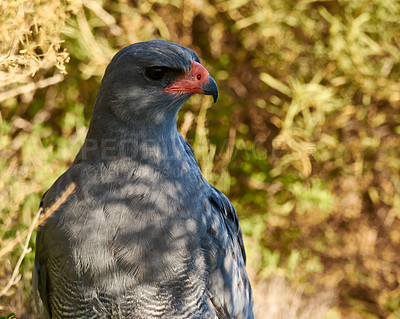 Buy stock photo Bird, eagle and tree in environment for ecology with ecosystem, feathers and wings outdoor in natural habitat. Wild animal, hawk and carnivore by plants in nature for hunting, predator and wildlife