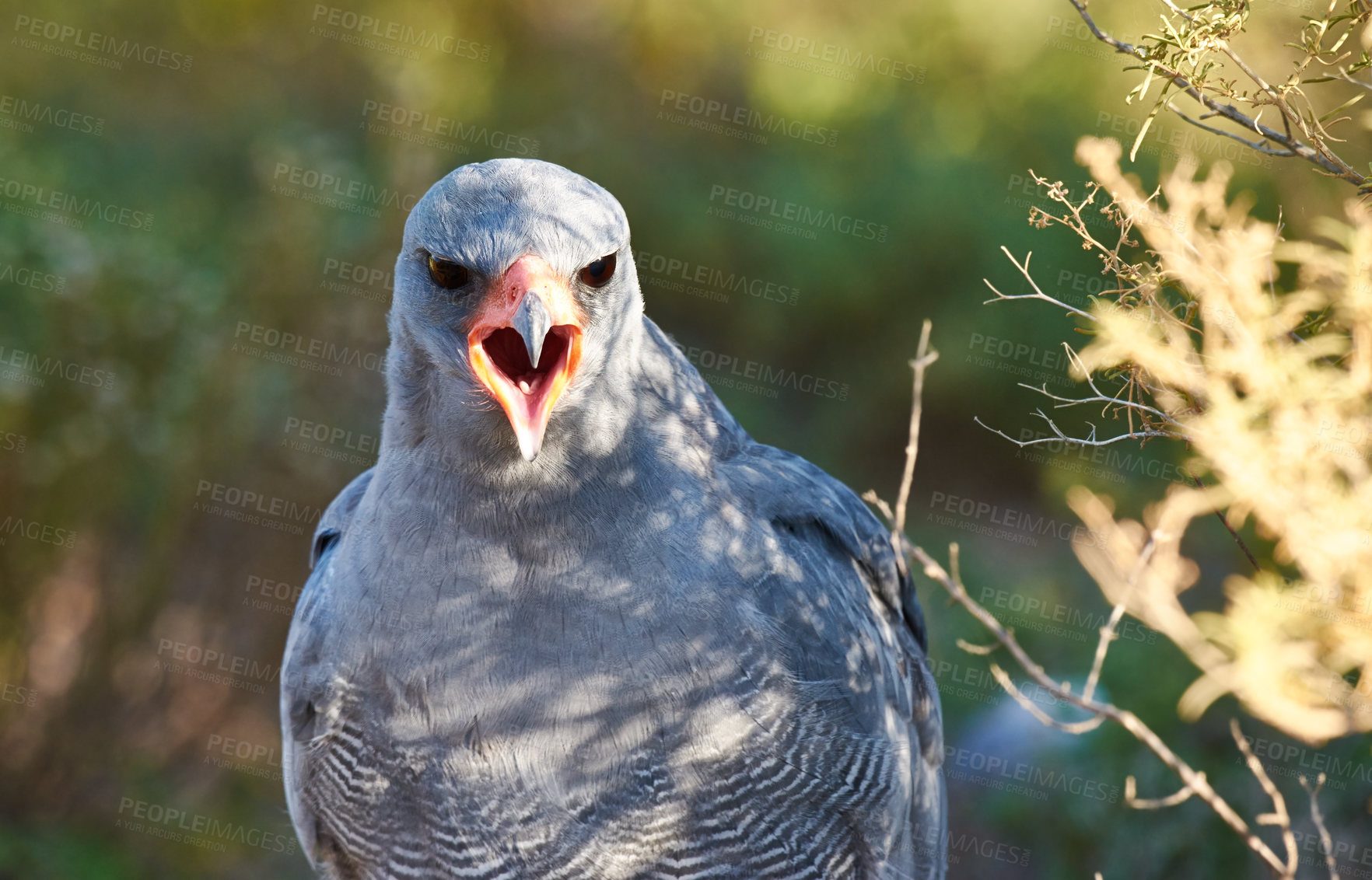 Buy stock photo A majestic bird of prey in it's natural habitat