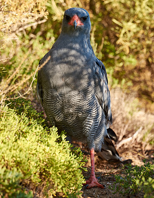 Buy stock photo Bird, eagle and ground in environment for ecology with ecosystem, feathers and wings outdoor in natural habitat. Wild animal, hawk and carnivore by plants in nature for hunting, predator and wildlife