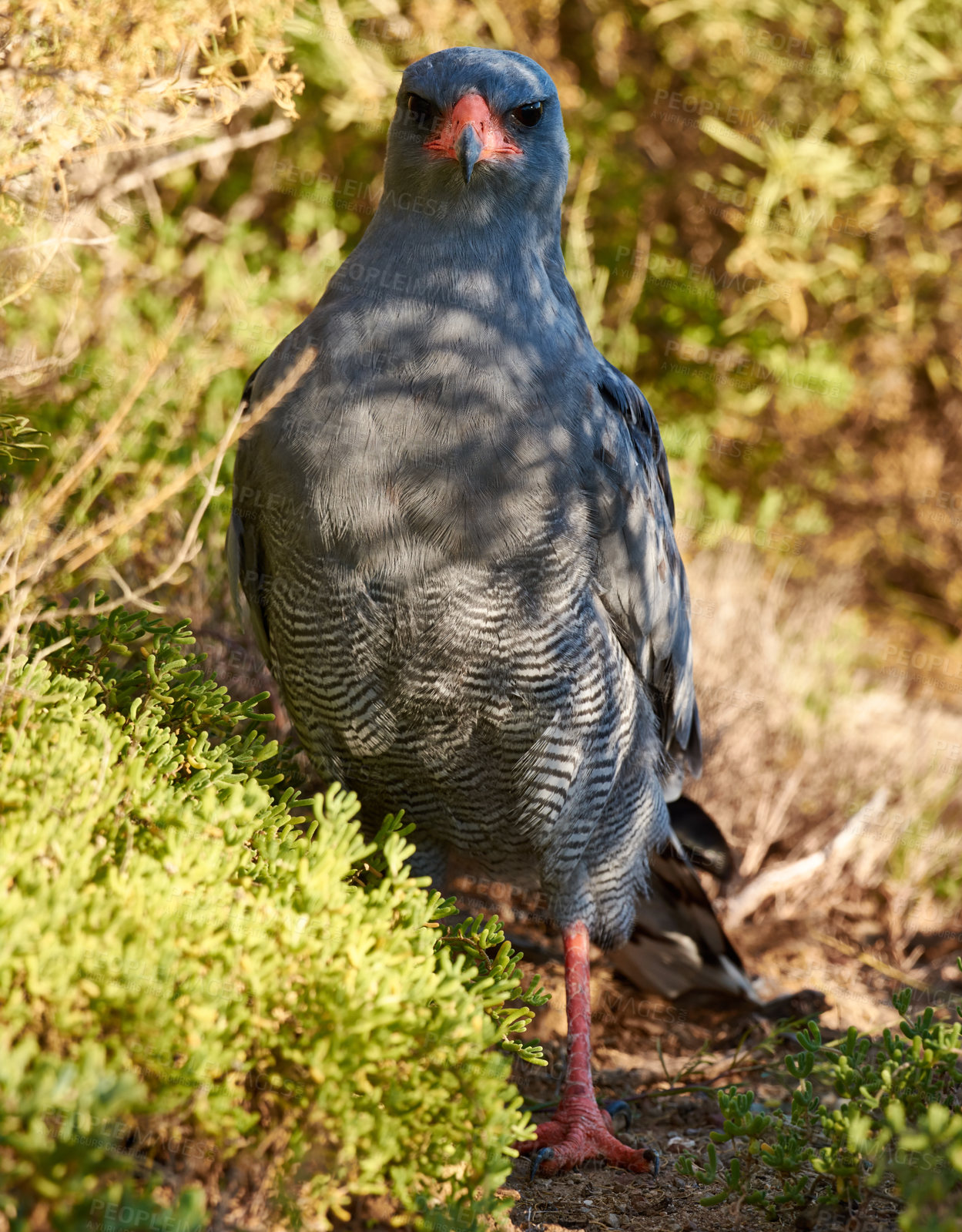 Buy stock photo Bird, eagle and ground in environment for ecology with ecosystem, feathers and wings outdoor in natural habitat. Wild animal, hawk and carnivore by plants in nature for hunting, predator and wildlife