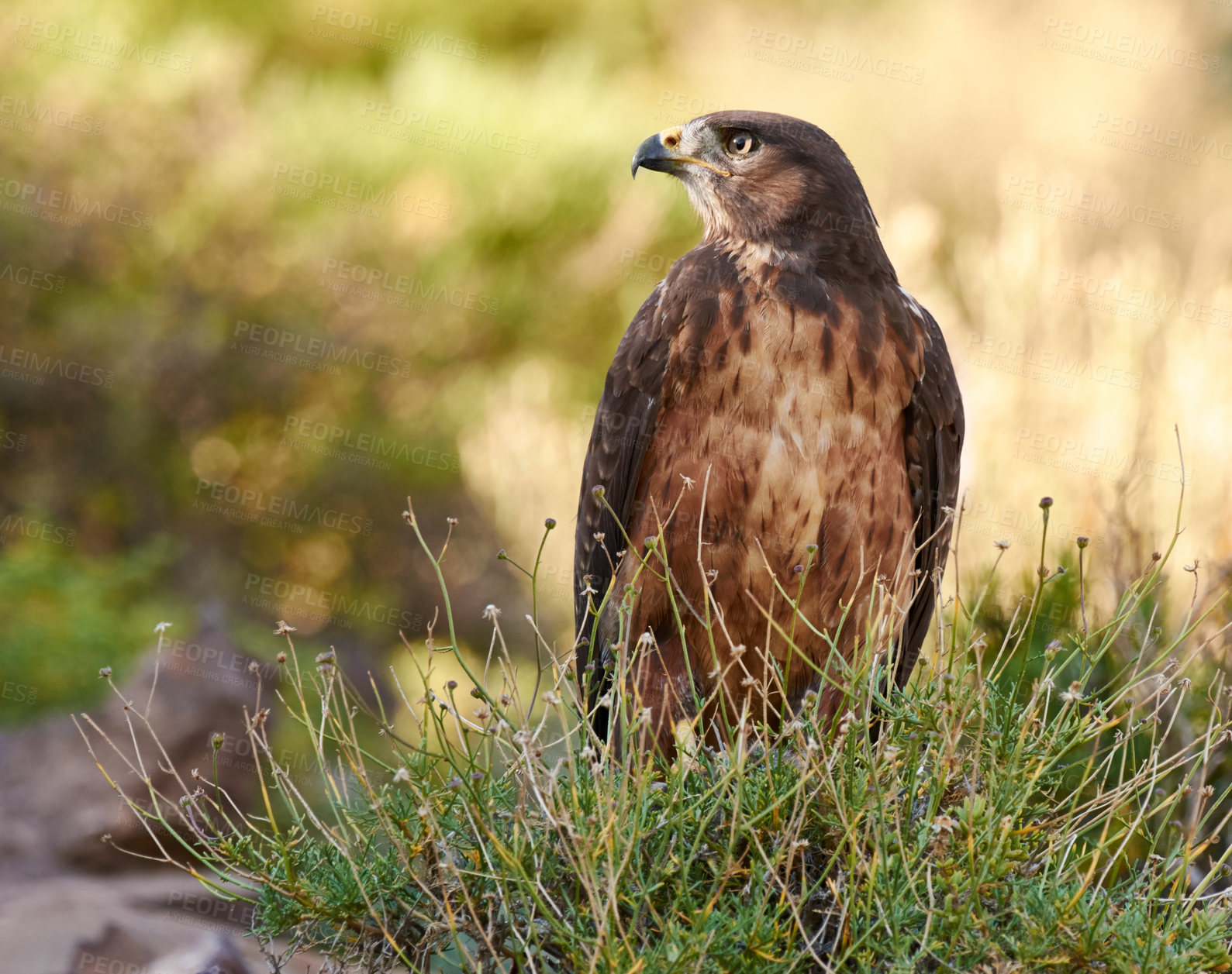 Buy stock photo Bird, eagle and ground in nature for ecology with ecosystem, feathers and wings outdoor in natural habitat. Wild animal, hawk and carnivore by plants in environment for hunting, predator and wildlife