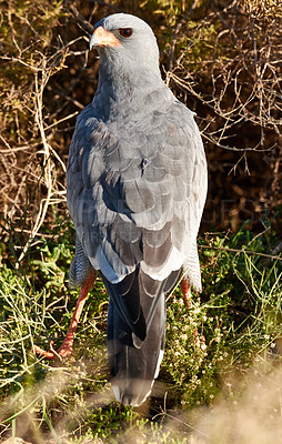 Buy stock photo Bird, hawk and tree in environment for ecology with ecosystem, feathers and wings outdoor in natural habitat. Wild animal, eagle and carnivore by plants in nature for hunting, predator and wildlife