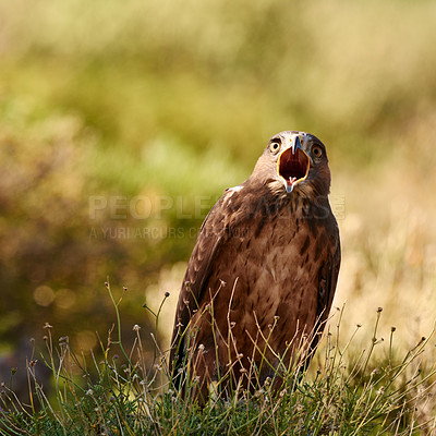 Buy stock photo A majestic bird of prey in it's natural habitat