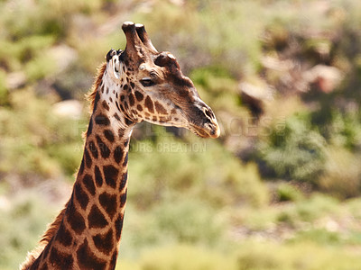 Buy stock photo Cropped shot of a giraffe in it's natural habitat