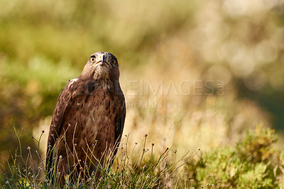 Buy stock photo Bird, eagle and environment in nature for ecology with ecosystem, feathers and bokeh outdoor in natural habitat. Wild animal, hawk and carnivore by plants in woods for hunting, predator and wildlife