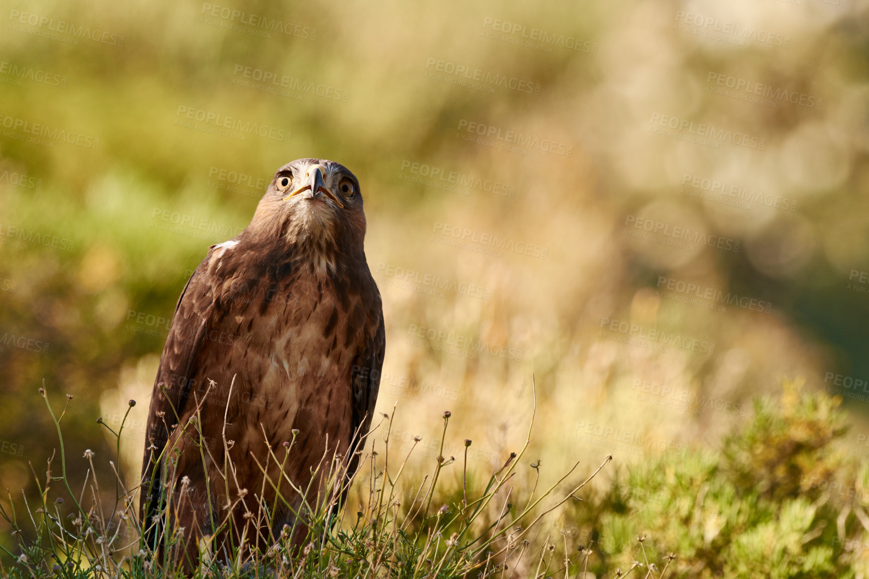 Buy stock photo Bird, eagle and environment in nature for ecology with ecosystem, feathers and bokeh outdoor in natural habitat. Wild animal, hawk and carnivore by plants in woods for hunting, predator and wildlife