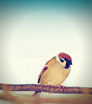 Buy stock photo Eurasian tree sparrow, nature and resting on branch, avian wildlife in natural environment. Song bird, wild and rare animal native to North America, small and closeup of feathers and birdwatching

