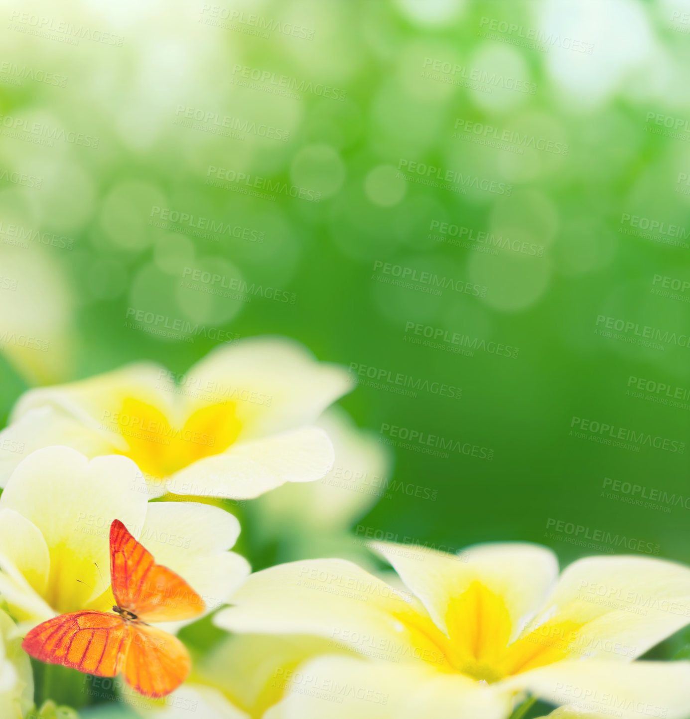 Buy stock photo Spring, wallpaper and butterfly on a flower, daisy or primrose plant on green bokeh background for summer, nature or mockup. Floral, abstract and calm garden with zen, peace or natural beauty