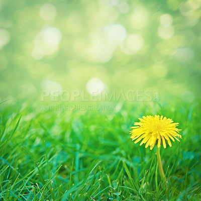 Buy stock photo Yellow, flower and grass in nature for spring with blossom, growth and plants on a green, blurred background. Closeup or zoom of bright Dandelion on lawn or ground for gardening and outdoor mock up