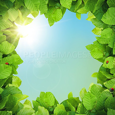 Buy stock photo Frame, leaves and blue sky with lady bugs, nature and environment with sunshine and plants. Fresh air, natural and empty with insects and garden with lens flare and summer with countryside and spring