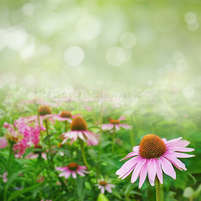 Buy stock photo Background, pink coneflowers and gardening in nature on bokeh, mockup space and green environment. Natural plants, floral growth and daisy ecology of flowers in spring, outdoor and sustainable field