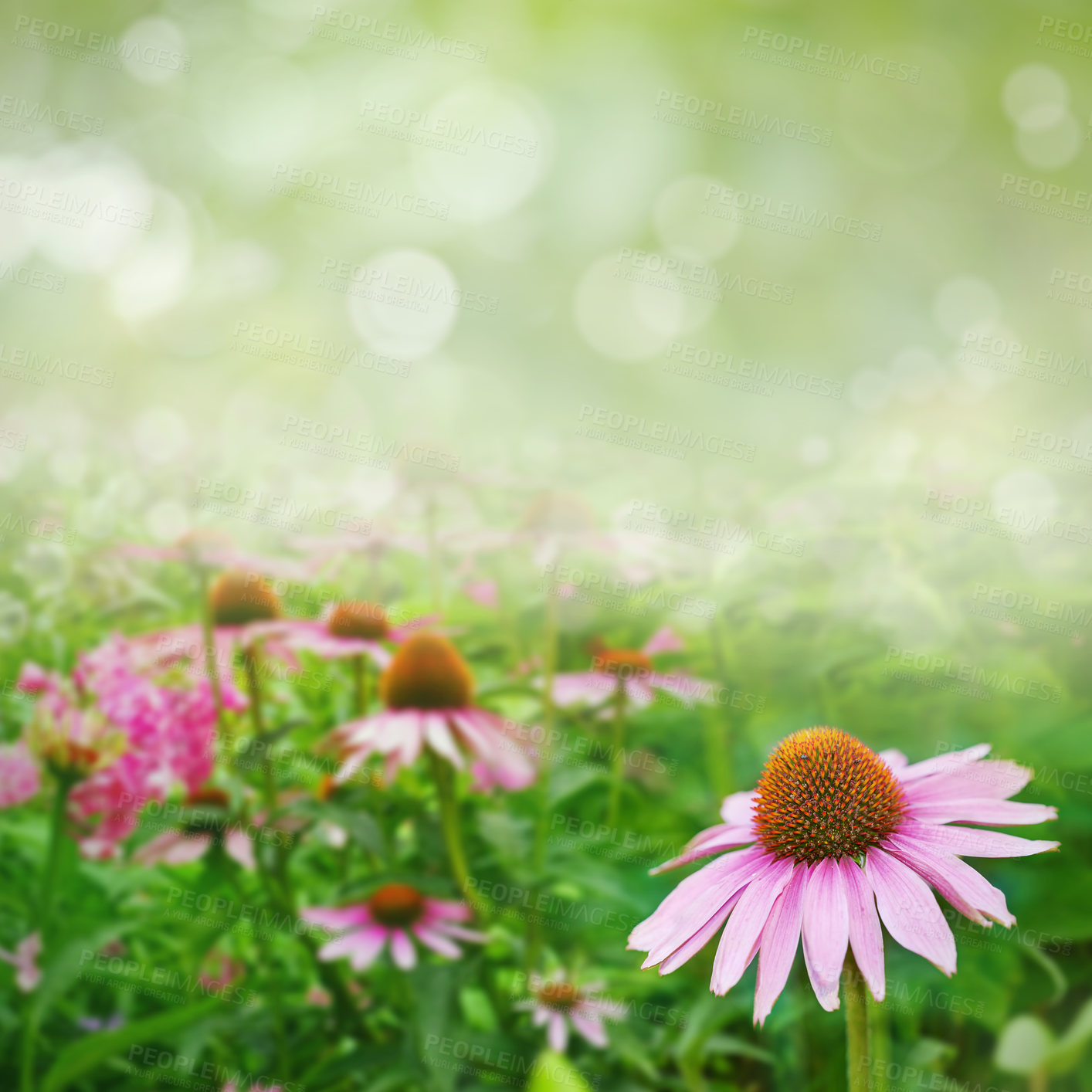 Buy stock photo Background, pink coneflowers and gardening in nature on bokeh, mockup space and green environment. Natural plants, floral growth and daisy ecology of flowers in spring, outdoor and sustainable field