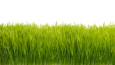 Buy stock photo Nature, plant and grass on a white background for field, meadow and park for growth, gardening and landscape. Agriculture, sustainability and isolated plants for environment, ecosystem and ecology