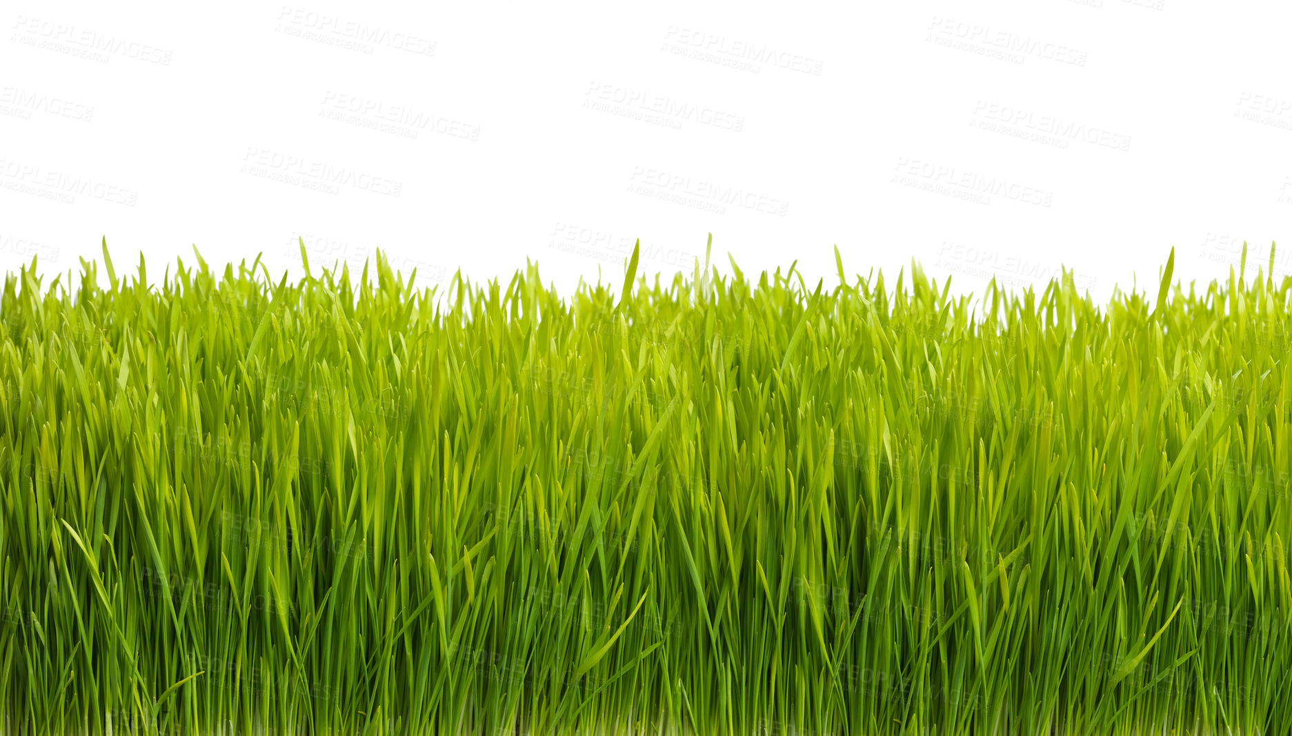 Buy stock photo Nature, plant and grass on a white background for field, meadow and park for growth, gardening and landscape. Agriculture, sustainability and isolated plants for environment, ecosystem and ecology