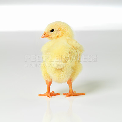 Buy stock photo Newborn, chick and cute in studio with isolated on white background, alone and small animal in yellow. Baby, chicken and nurture for farming in agriculture, nature and livestock for sustainability