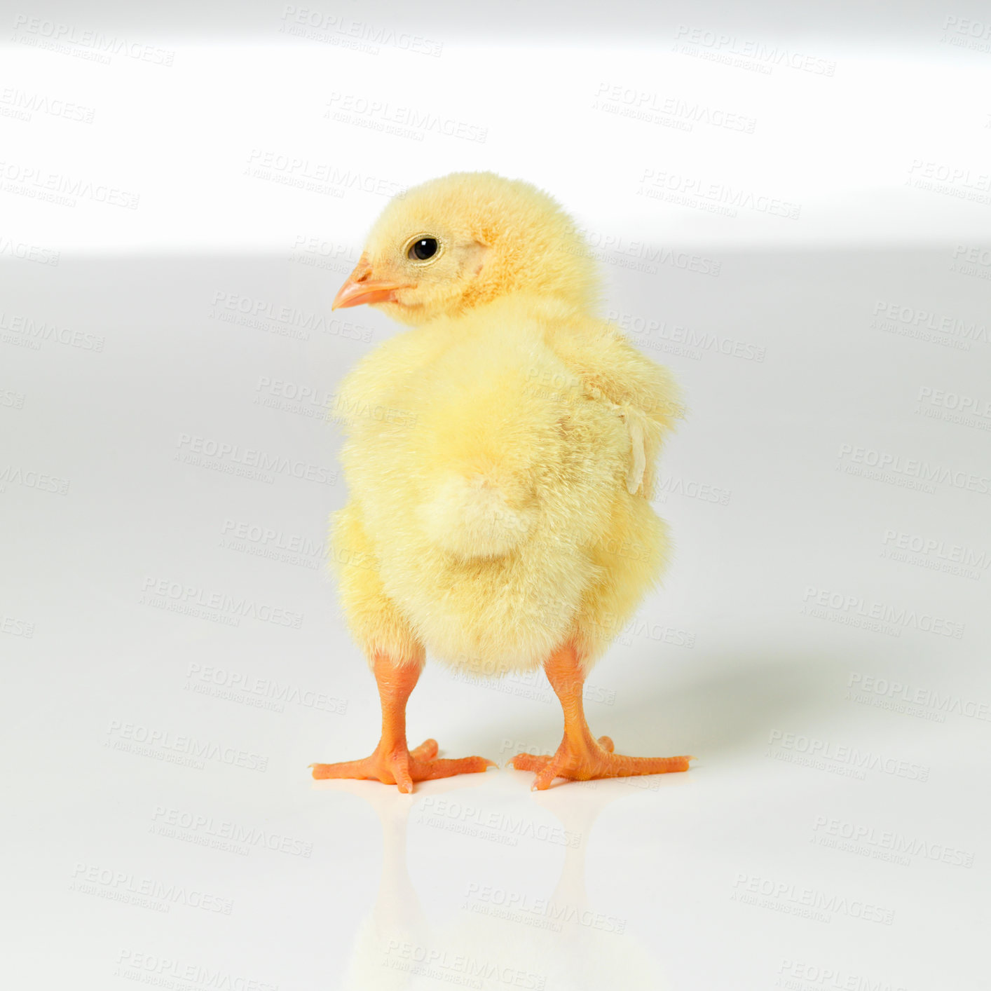 Buy stock photo Newborn, chick and cute in studio with isolated on white background, alone and small animal in yellow. Baby, chicken and nurture for farming in agriculture, nature and livestock for sustainability