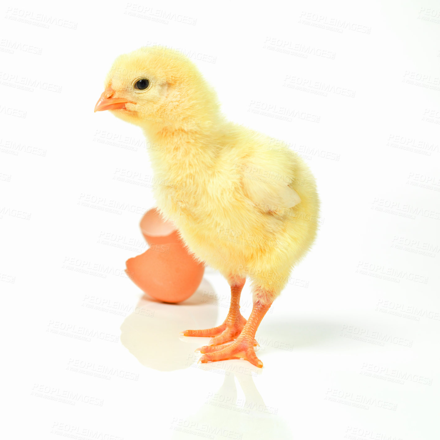 Buy stock photo Newborn, chick and egg in studio with isolated on white background, cute and small animal in yellow. Baby, chicken and nurture for farming in agriculture, nature and livestock for sustainability