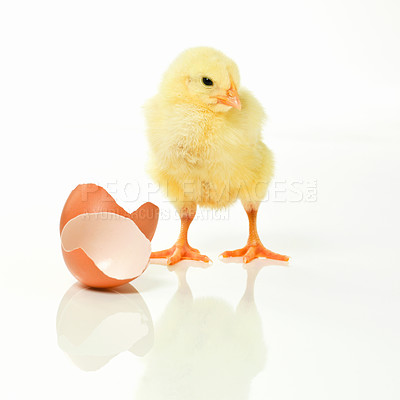 Buy stock photo Newborn, chicken and egg in studio with isolated on white background, cute and small animal in yellow. Baby, chick and nurture for farming in agriculture, nature and livestock for sustainability