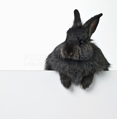 Buy stock photo Rabbit, studio and mockup space for advertising information for market sales or promotion, poster and placard for design. Bunny, billboard and announcement with pet for easter holiday or Sunday