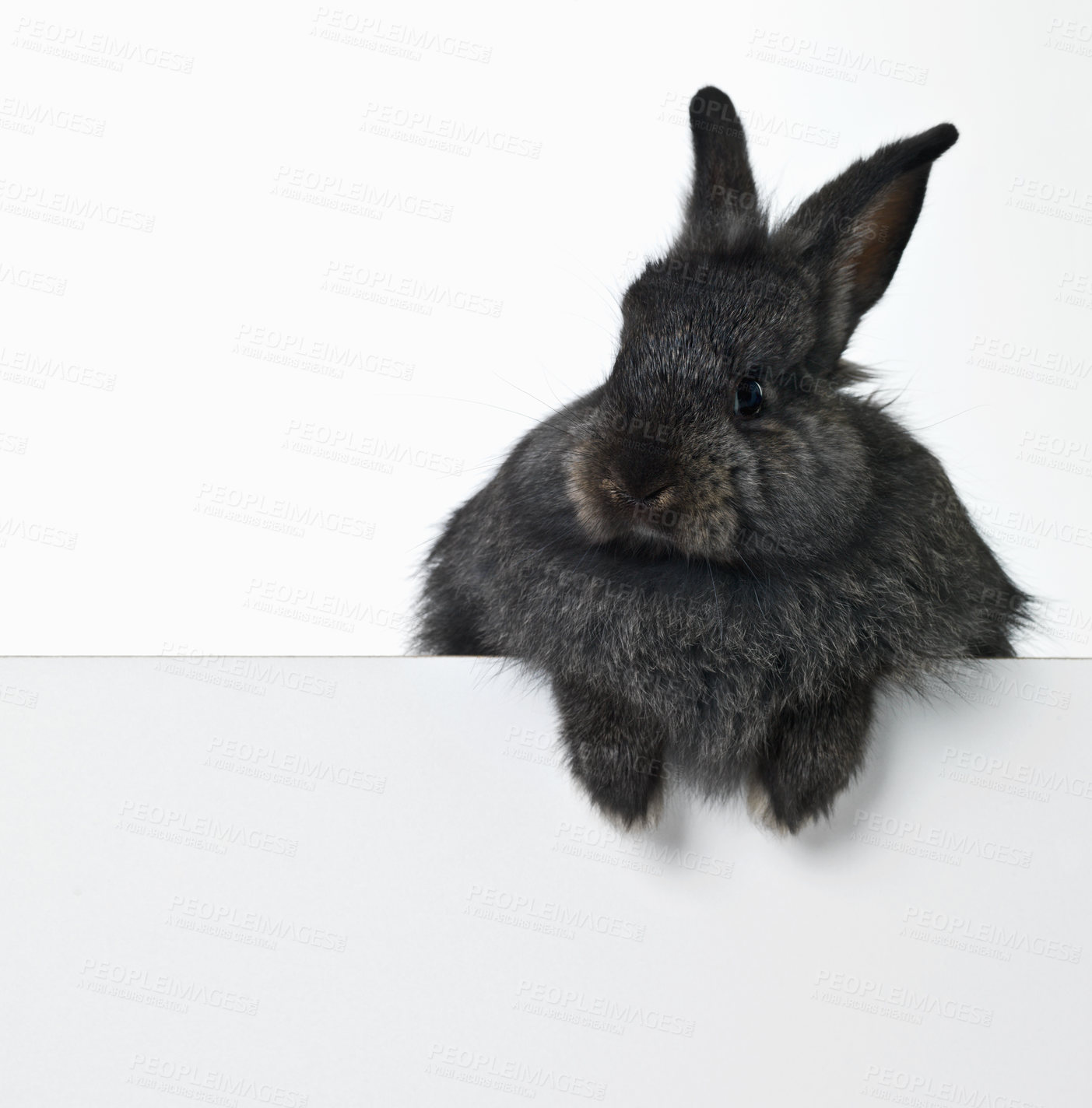 Buy stock photo Rabbit, studio and mockup space for advertising information for market sales or promotion, poster and placard for design. Bunny, billboard and announcement with pet for easter holiday or Sunday