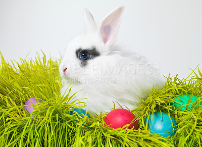 Buy stock photo Easter, eggs and bunny on lawn in studio for celebration, green fun and creative paint. Culture, tradition and rabbit with chocolate, color and hunt on Good Friday, festive event or Christian holiday