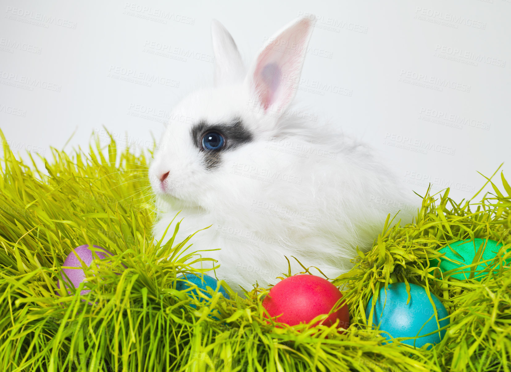 Buy stock photo Easter, eggs and bunny on lawn in studio for celebration, green fun and creative paint. Culture, tradition and rabbit with chocolate, color and hunt on Good Friday, festive event or Christian holiday