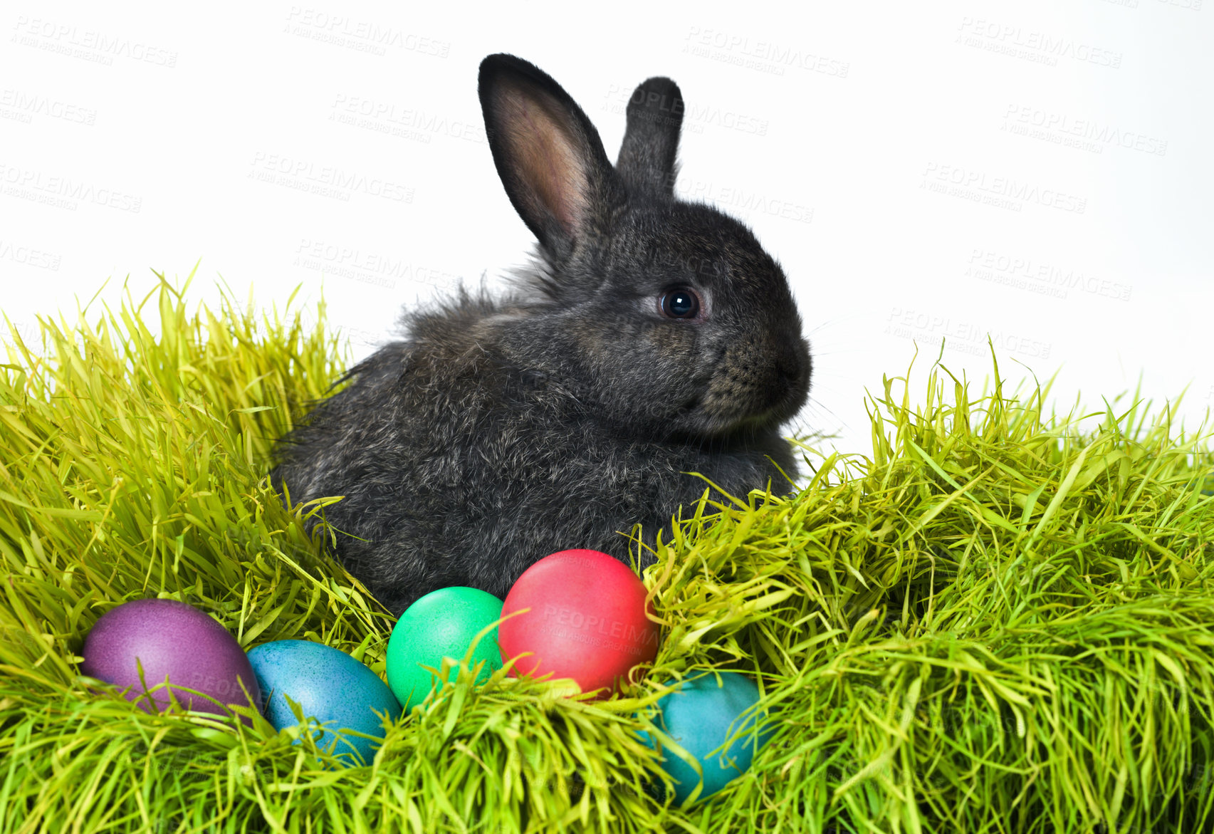 Buy stock photo Easter, eggs and bunny on grass in studio for celebration, kids fun and creative paint. Culture, tradition and rabbit with chocolate, color and hunt on Good Friday, festive event or Christian holiday