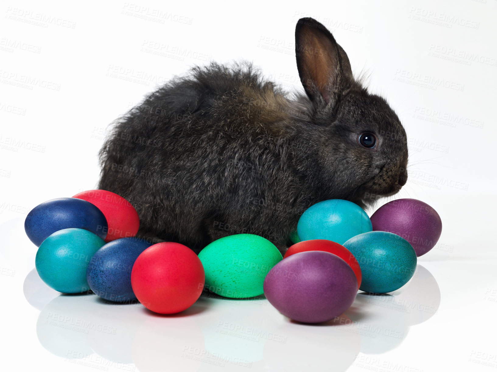 Buy stock photo Easter, eggs and bunny on table in studio for celebration, kids fun and creative paint. Culture, tradition and rabbit with chocolate, color and hunt on Good Friday, festive event or Christian holiday