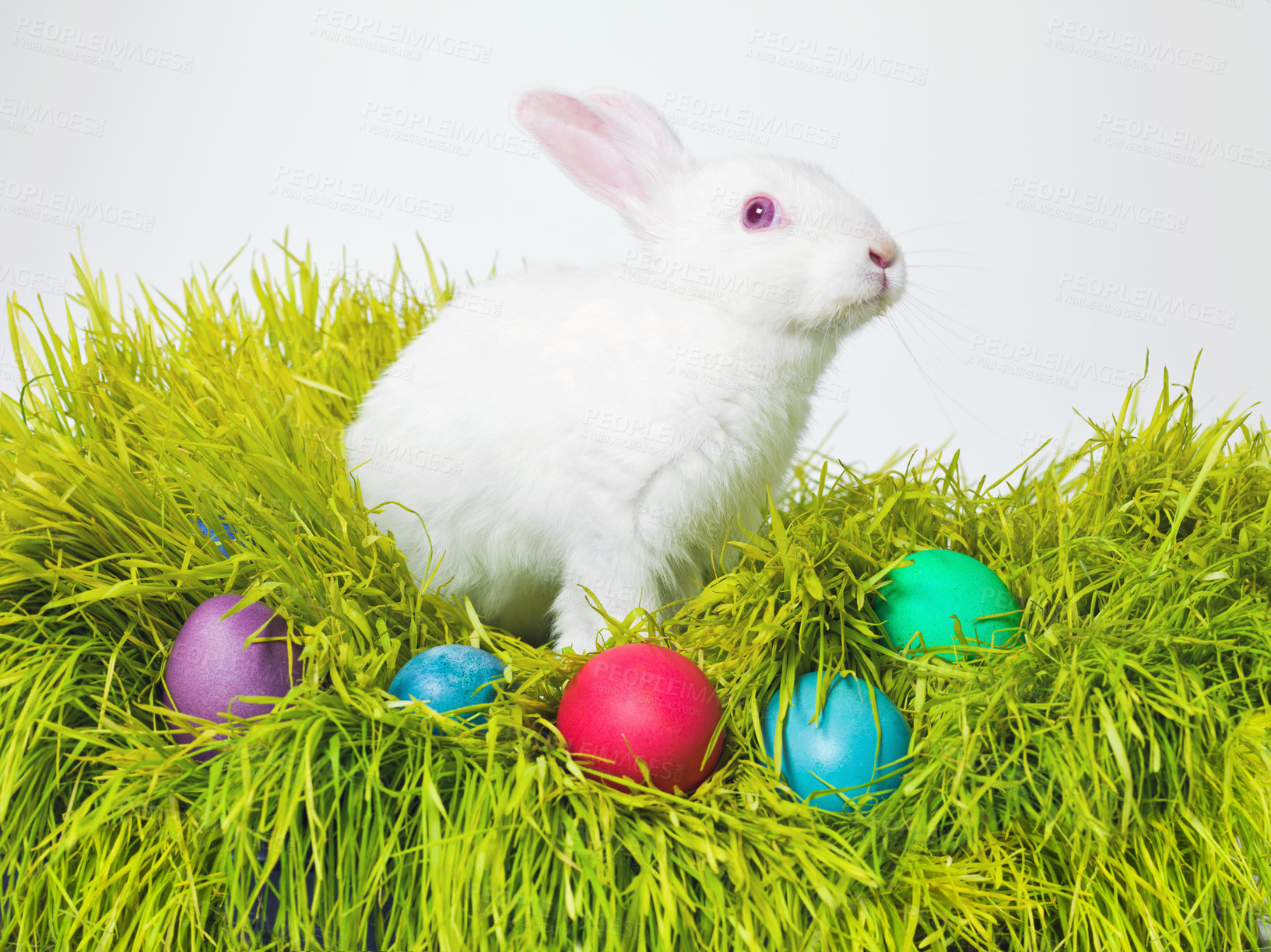 Buy stock photo Easter, eggs and bunny on nest in studio for celebration, fun or creative paint on candy. Culture, tradition and rabbit on grass, chocolate and hunt on Good Friday, festive event or Christian holiday