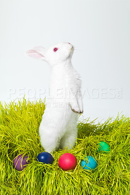 Buy stock photo Easter, eggs and rabbit on nest in studio for celebration, festive and creative paint on candy. Culture, tradition and bunny with chocolate, grass and hunt on Good Friday, event or Christian holiday