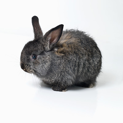 Buy stock photo Studio shot of a cute rabbit isolated on white