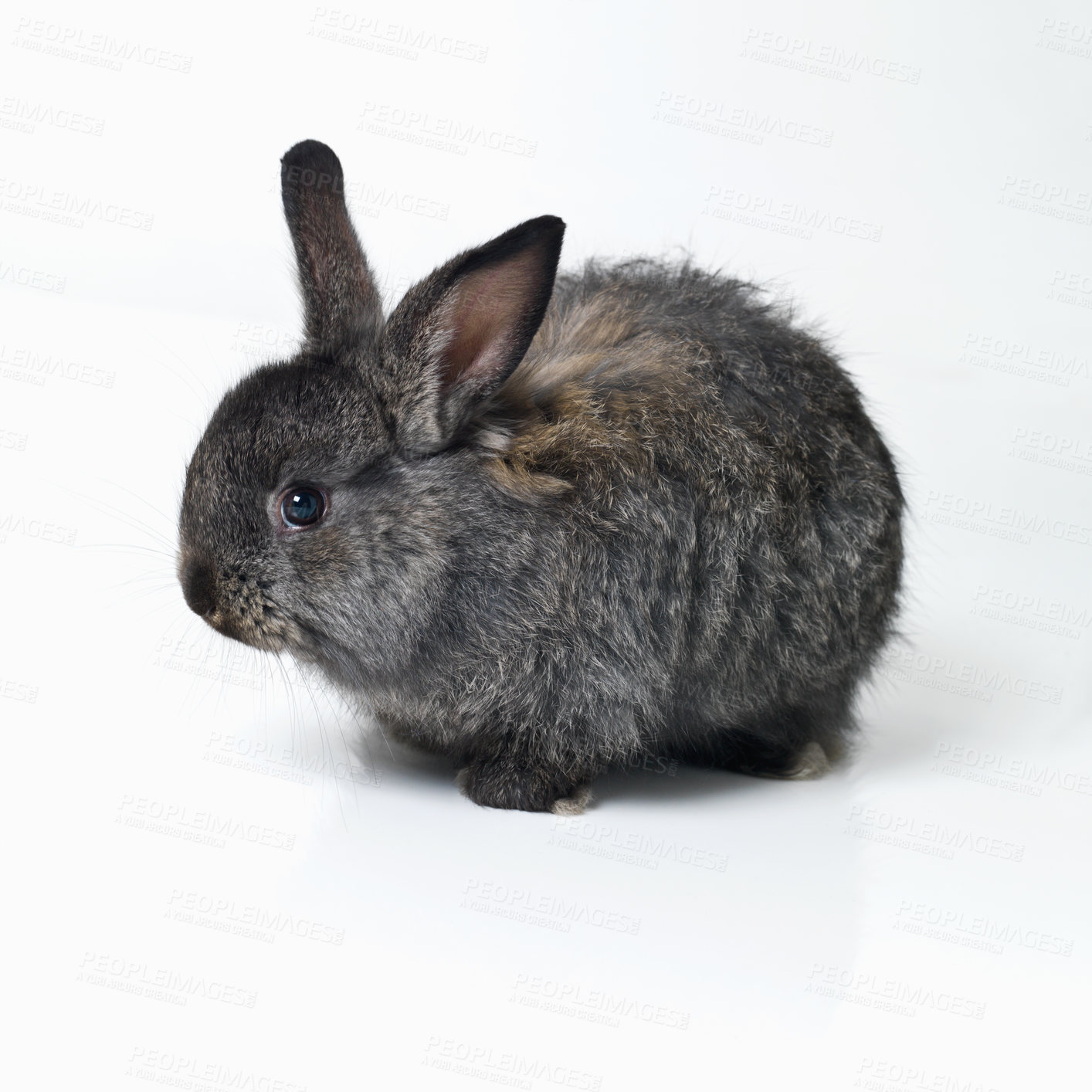 Buy stock photo Studio shot of a cute rabbit isolated on white