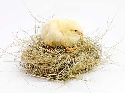 Buy stock photo Newborn, chick and nest in studio with isolated on white background, cute and small animal in yellow. Baby, chicken and nurture for farming in agriculture, nature and livestock for sustainability