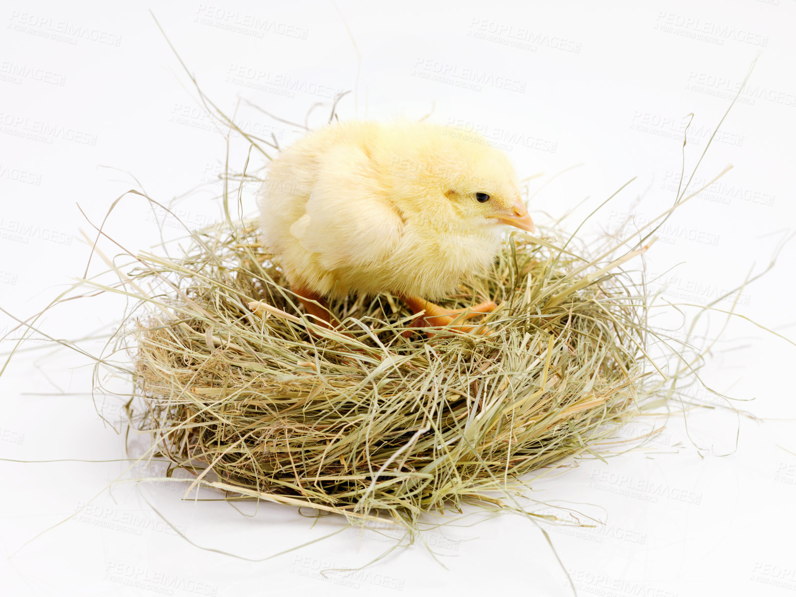 Buy stock photo Newborn, chick and nest in studio with isolated on white background, cute and small animal in yellow. Baby, chicken and nurture for farming in agriculture, nature and livestock for sustainability