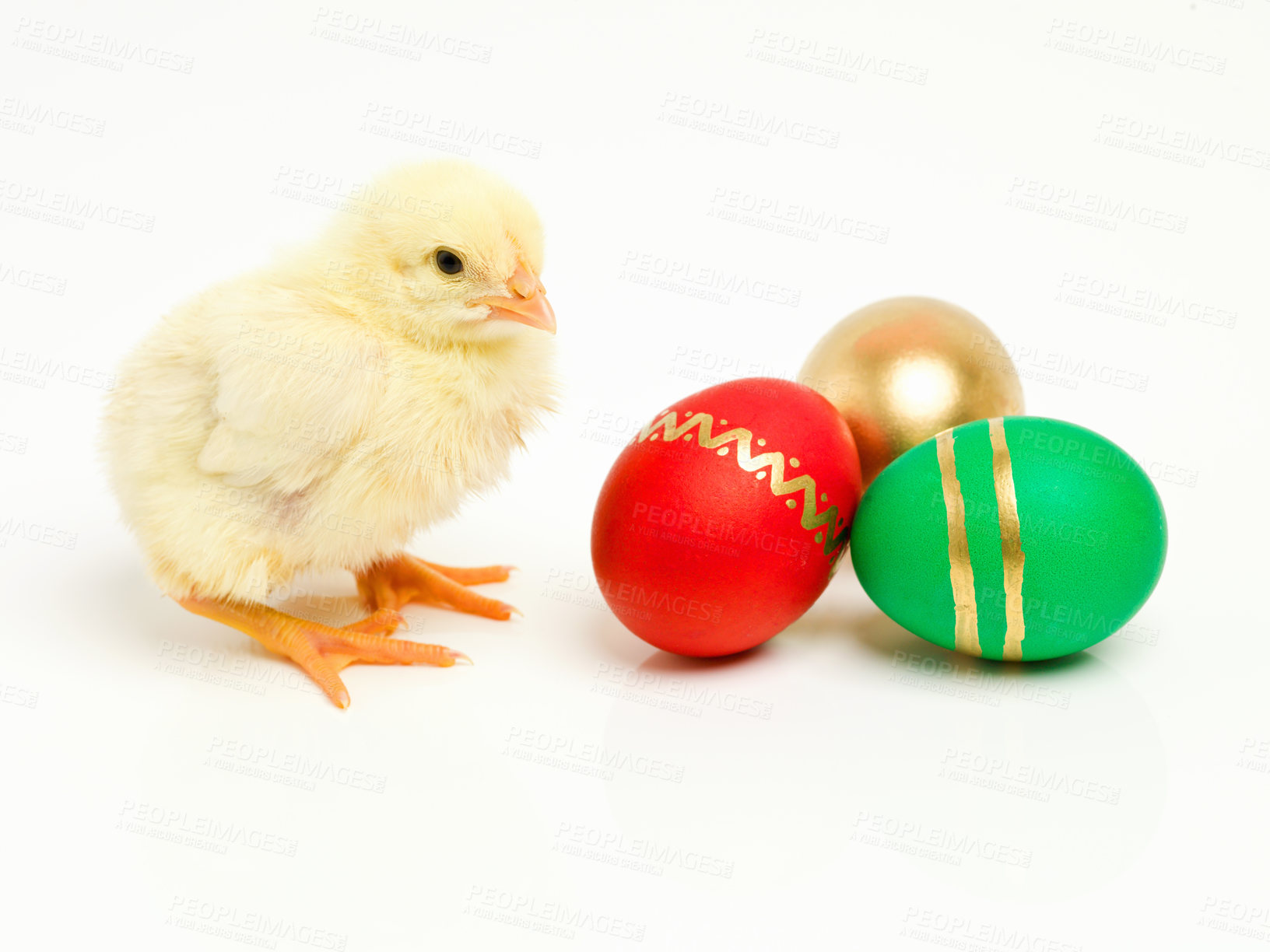 Buy stock photo Isolated, chick and egg for easter in studio or traditional, decorative and festive or religious holiday. Wrapped and creative treats or cultural symbolic bird or good Friday on white background