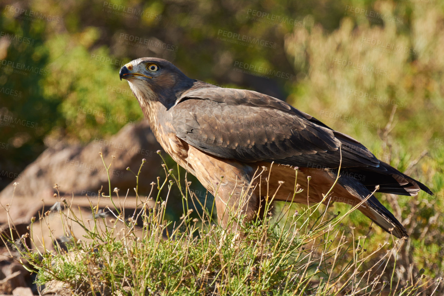 Buy stock photo Shot of a majestic bird of prey