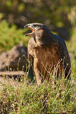 Buy stock photo Shot of a majestic bird of prey