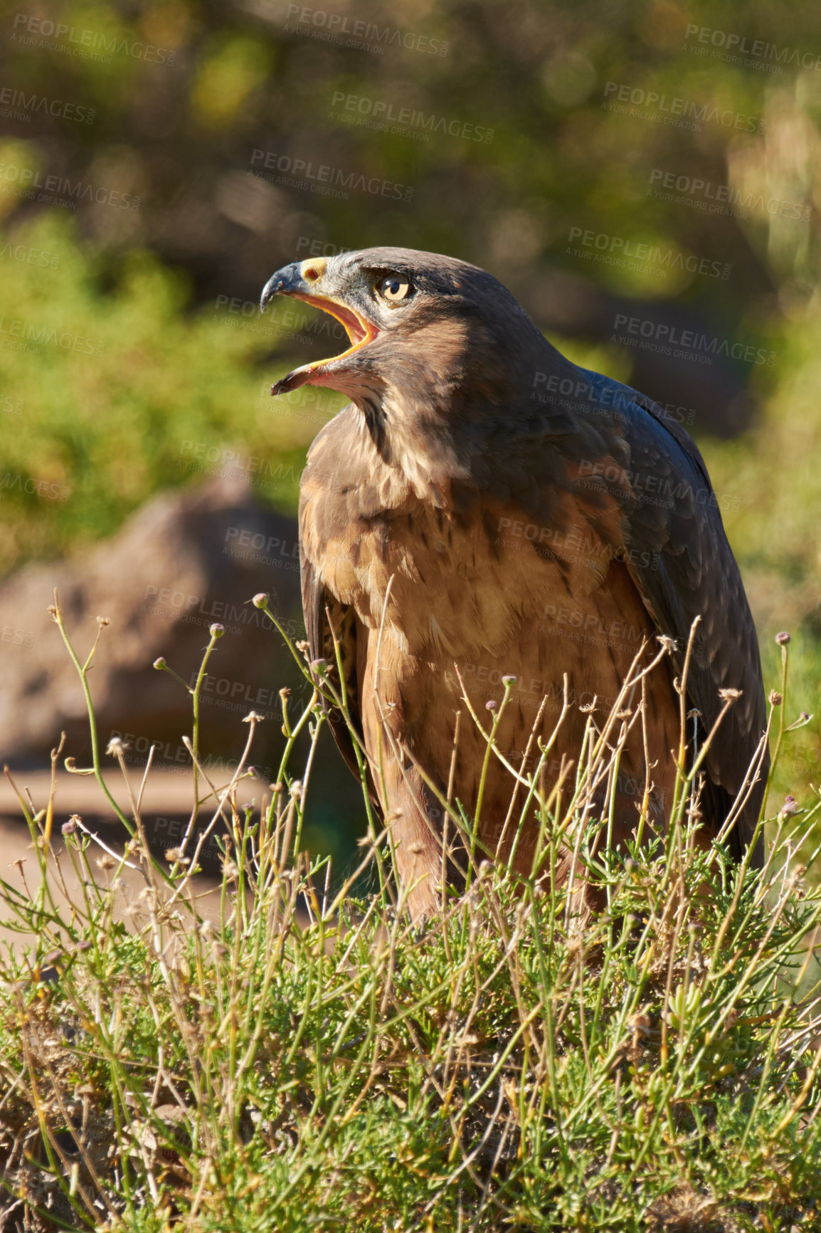 Buy stock photo Shot of a majestic bird of prey