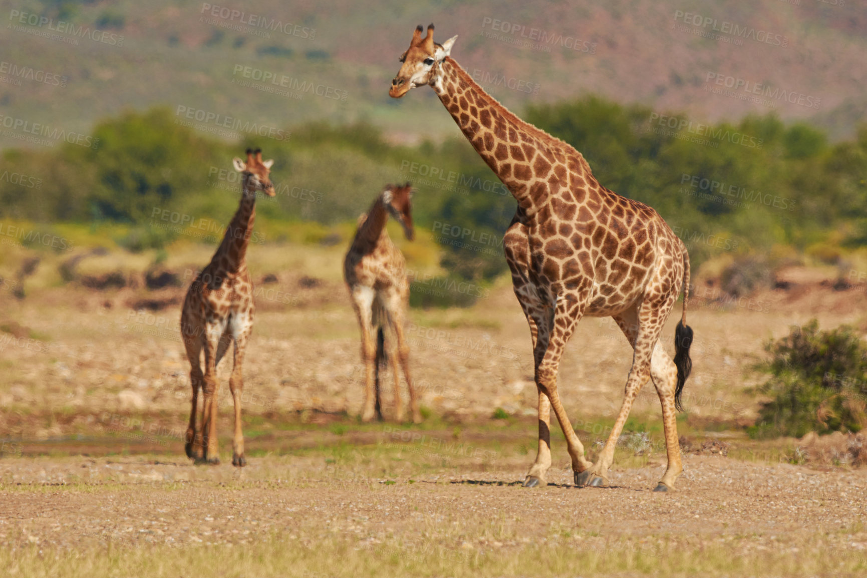 Buy stock photo A shot of a giraffe in it's natural habitat