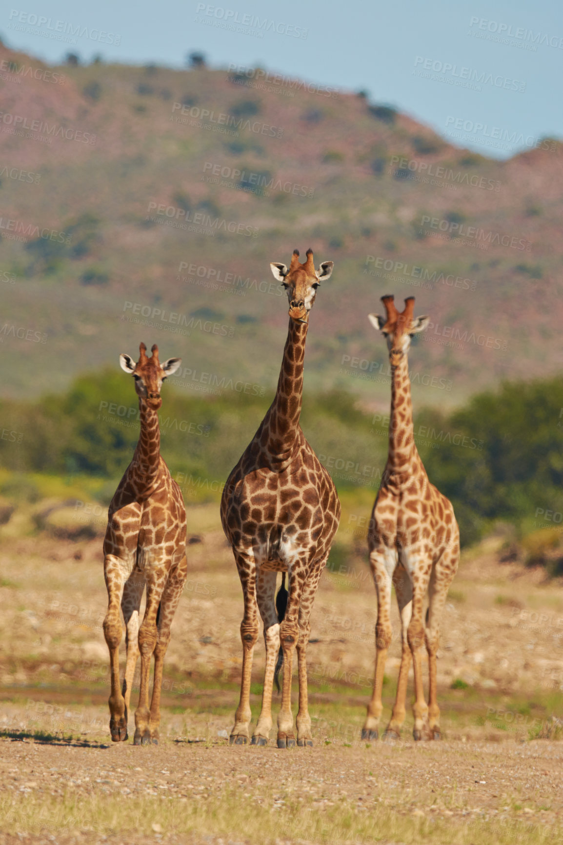 Buy stock photo Shot of giraffes in their natural habitat