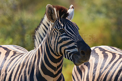 Buy stock photo Shot of two zebras grazing in the wild