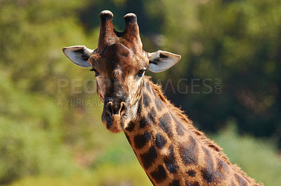 Buy stock photo Shot of giraffes in their natural habitat