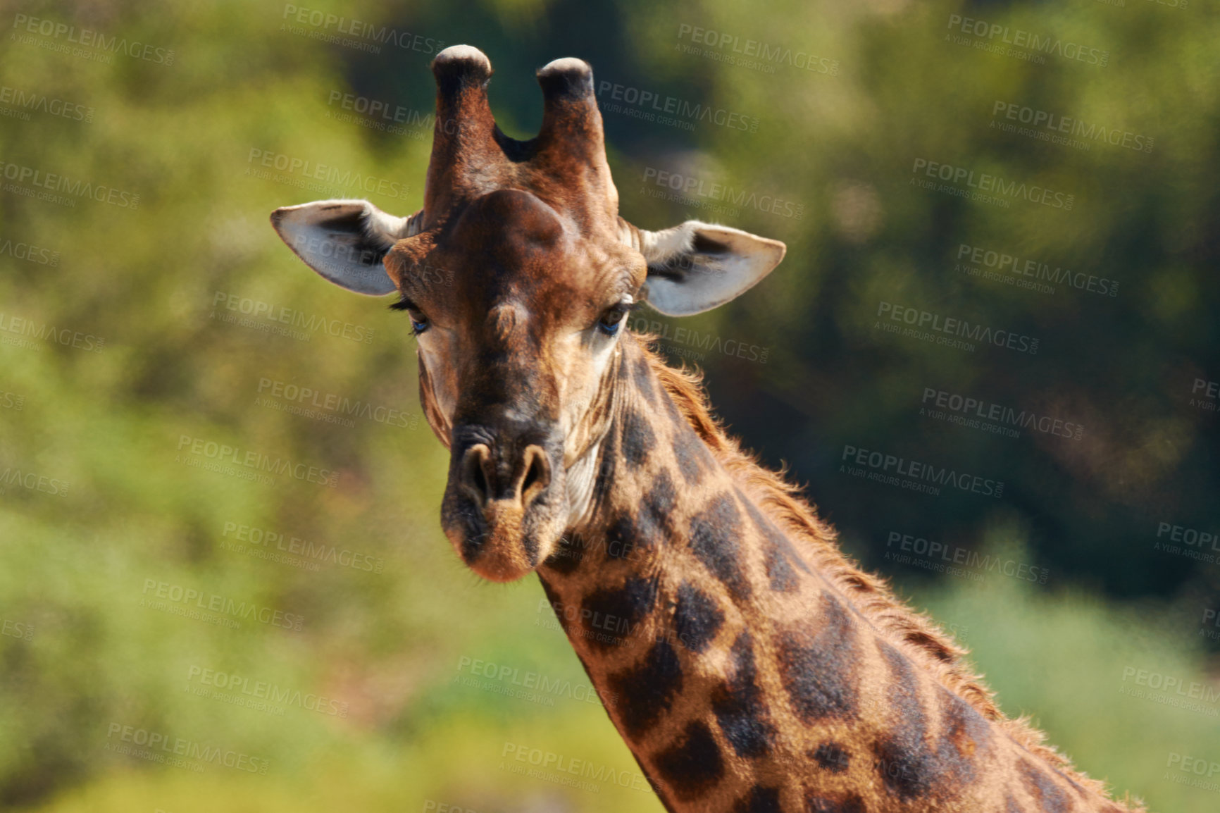 Buy stock photo Shot of giraffes in their natural habitat