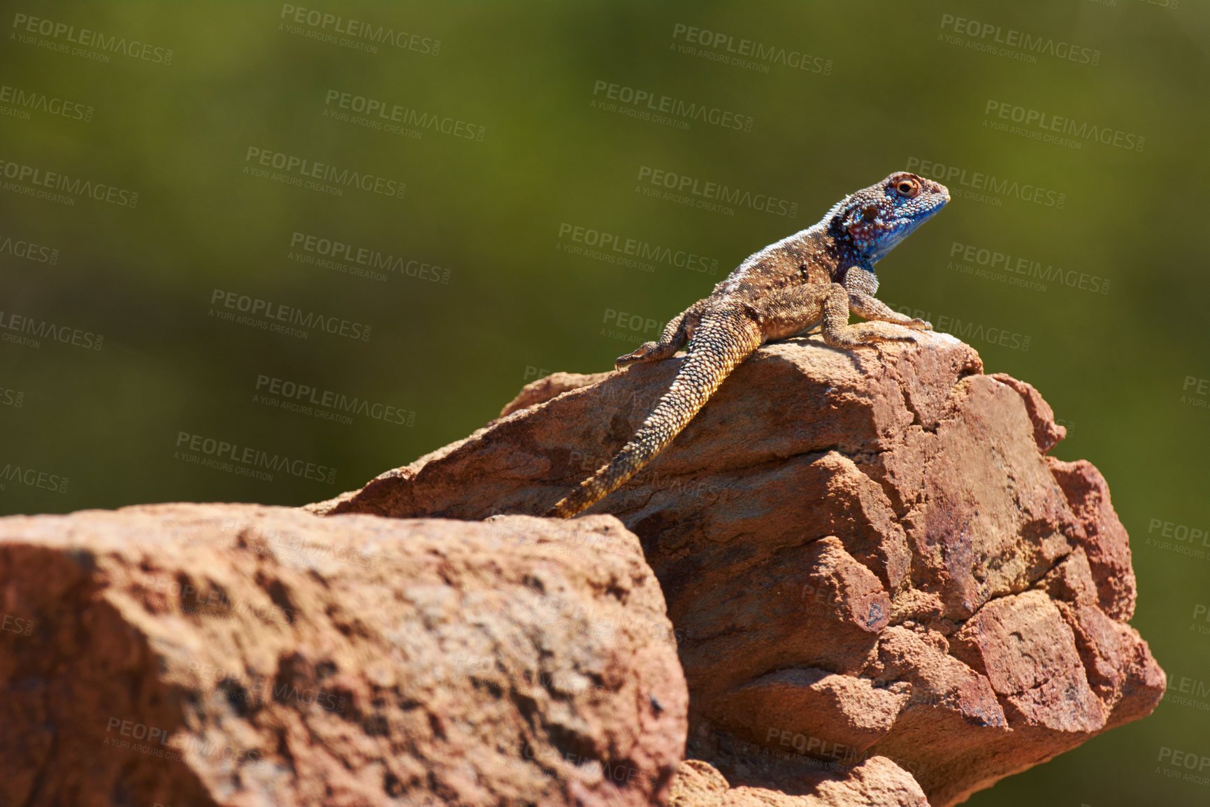 Buy stock photo Nature, lizard and rock with sunshine, relax and desert with environment and countryside. Animal, outdoor and reptile with scales and natural with summer and dry with warm weather, ecology or species